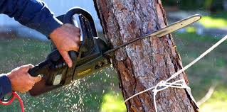Best Storm Damage Tree Cleanup  in Dublin, CA