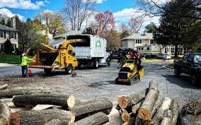 Best Tree Removal  in Dublin, CA