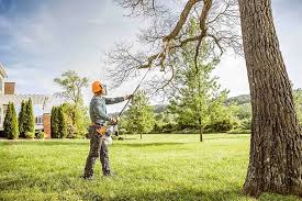 Best Tree Cabling and Bracing  in Dublin, CA