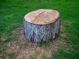 Best Tree Cabling and Bracing  in Dublin, CA