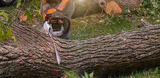 Best Palm Tree Trimming  in Dublin, CA