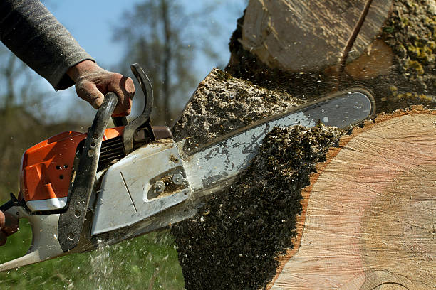 Best Tree Removal  in Dublin, CA