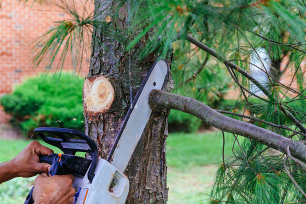 How Our Tree Care Process Works  in  Dublin, CA